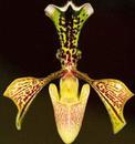 Paphiopedilum villosum 'Dotted sepals' - 1/3