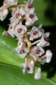 Pinalia floribunda - 1