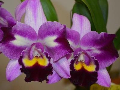 Blc. Chief Butterfly 'ORCHIS' - 1