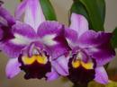Blc. Chief Butterfly 'ORCHIS' - 1/2