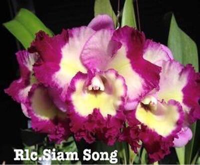 Blc. Siam Song
