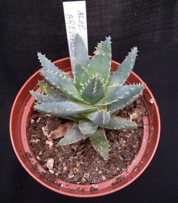Aloe brevifolia - 1