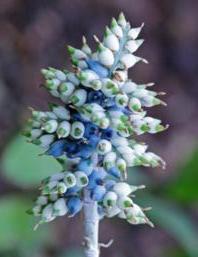 Aechmea angustifolia - 1