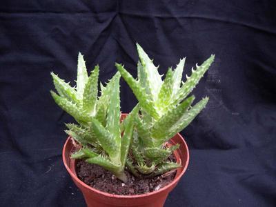 Aloe squarrosa - menší