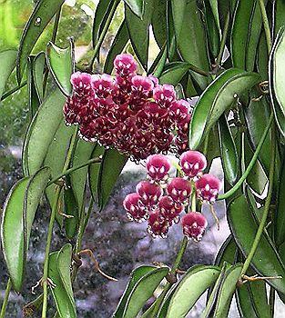 Hoya angustifolia - 1