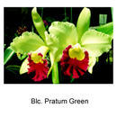 Blc. Pratum Green - 1/2