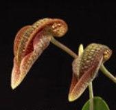 Bulbophyllum Hsinying Grand-arfa - 1