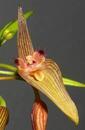 Bulbophyllum blepharistes - 1/2