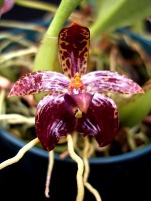 Bulbophyllum cornutum - 1