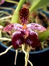 Bulbophyllum cornutum - 1/6