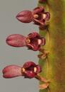 Bulbophyllum falcatum 'Red' - 1/4