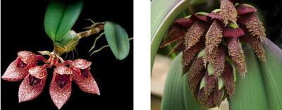 Bulbophyllum frostii x B. phalaenopsis - 1