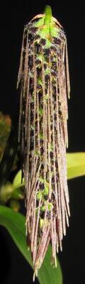 Bulbophyllum lemniscatoides - 1