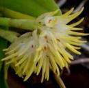 Bulbophyllum odoratissimum - 1/5