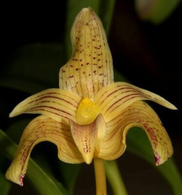 Bulbophyllum orectopetalum - 1