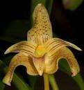 Bulbophyllum orectopetalum - 1/3