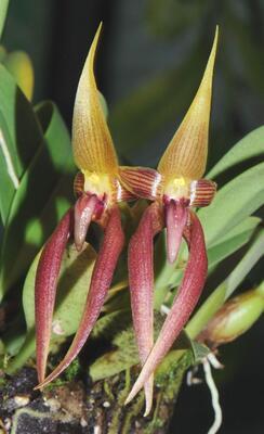 Bulbophyllum papulosum - 1
