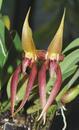 Bulbophyllum papulosum - 1/4