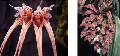 Bulbophyllum sanguineopunctatum x B. phalaenopsis - 1