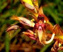 Bulbophyllum schinzianum - 1