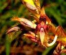 Bulbophyllum schinzianum - 1/4