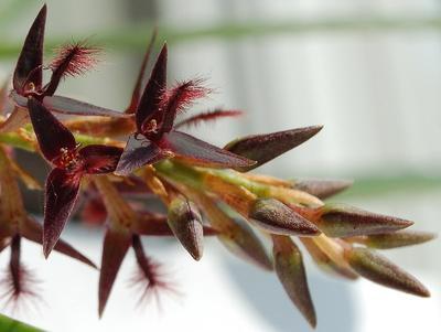 Bulbophyllum tremulum - 1