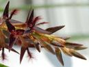 Bulbophyllum tremulum - 1/2