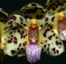 Bulbophyllum violaceolabellum - 1/4