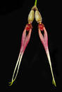 Bulbophyllum biflorum - 1/4