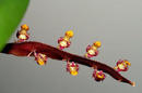Bulbophyllum falcatum - 1/3