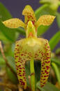 Bulbophyllum lasiochilum 'Myanmar' - 1/2