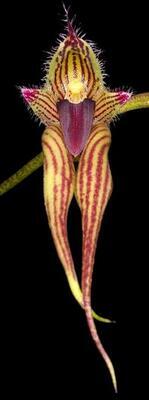 Bulbophyllum Linda's Glory
