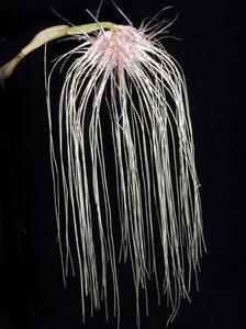 Bulbophyllum medusae