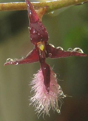 Bulbophyllum miniatum (menší trs) - 1