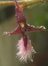 Bulbophyllum miniatum (menší trs) - 1/4