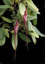 Bulbophyllum putidum - 1/2