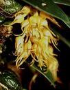 Bulbophyllum sutepense - 1/3