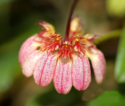Bulbophyllum auratum - 1