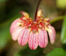 Bulbophyllum auratum - 1/3