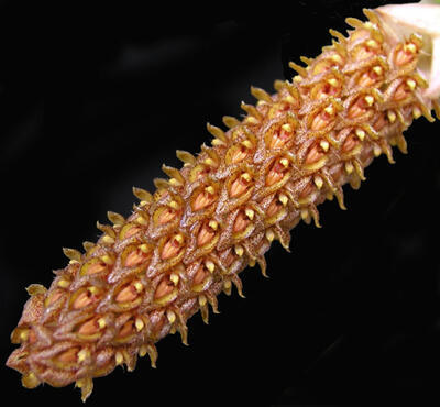 Bulbophyllum crassipes - 1