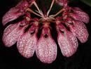 Bulbophyllum eberhardtii - 1/2