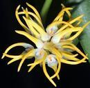 Bulbophyllum odoratissimum var. odoratissimum - 1/3