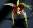 Bulbophyllum cheiri var. flava - 1/3