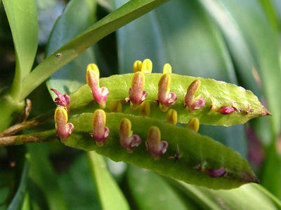 Bulbophyllum falcatum v. kewense - 1