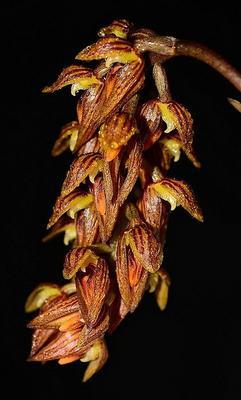 Bulbophyllum dixonii