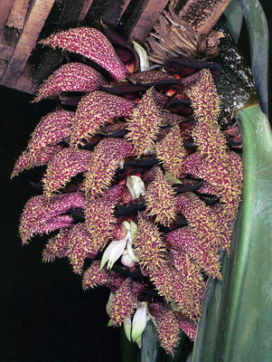 Bulbophyllum phalaenopsis - 1