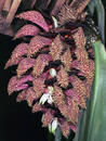 Bulbophyllum phalaenopsis - 1/3