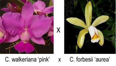 Cattleya walkeriana 'pink' x Catt. forbesii 'aurea' - 1