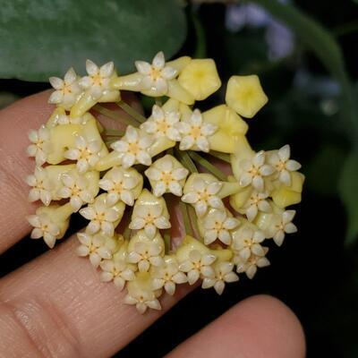 Hoya cardiophylla (zakořeněný řízek) - 1