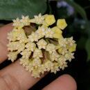Hoya cardiophylla - 1/4